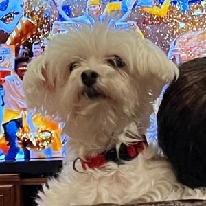 Meet your Posher, Lena